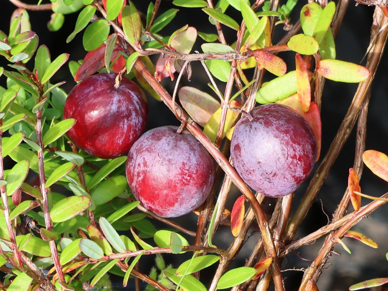 Cranberry / Großfrüchtige Moosbeere 'Early Black' - Vaccinium macrocarpon 'Early Black'