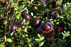 Cranberry / Moosbeere 'Pilgrim'