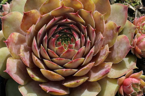 Dachwurz 'Feldmaier' - Sempervivum tectorum 'Feldmaier'