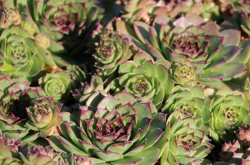 Dachwurz 'Metallicum Giganteum' - Sempervivum tectorum 'Metallicum Giganteum'
