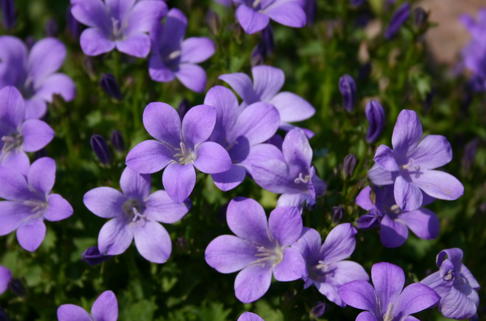 Dalmatiner Polster-Glockenblume 'Birch' - Campanula portenschlagiana 'Birch'