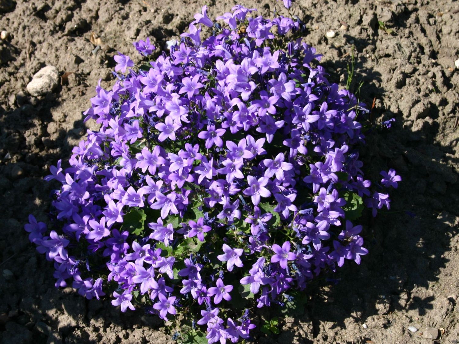 Glockenblumen (Campanula)