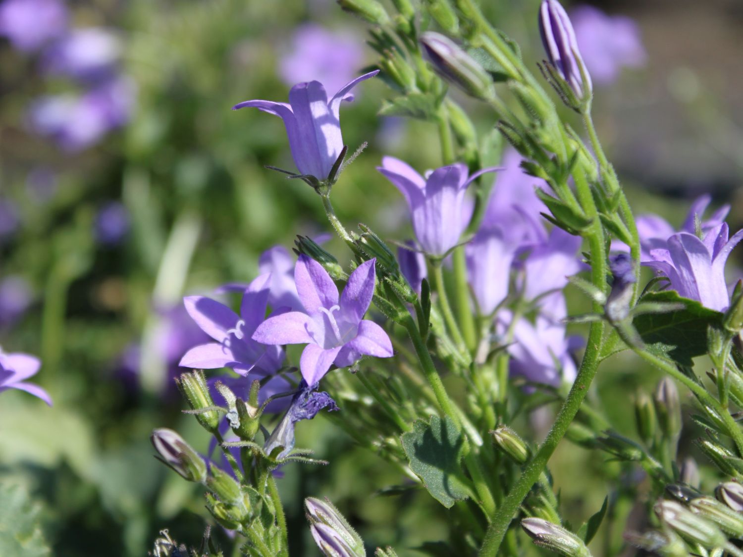 Dalmatiner Polster-Glockenblume 'Nice to See'