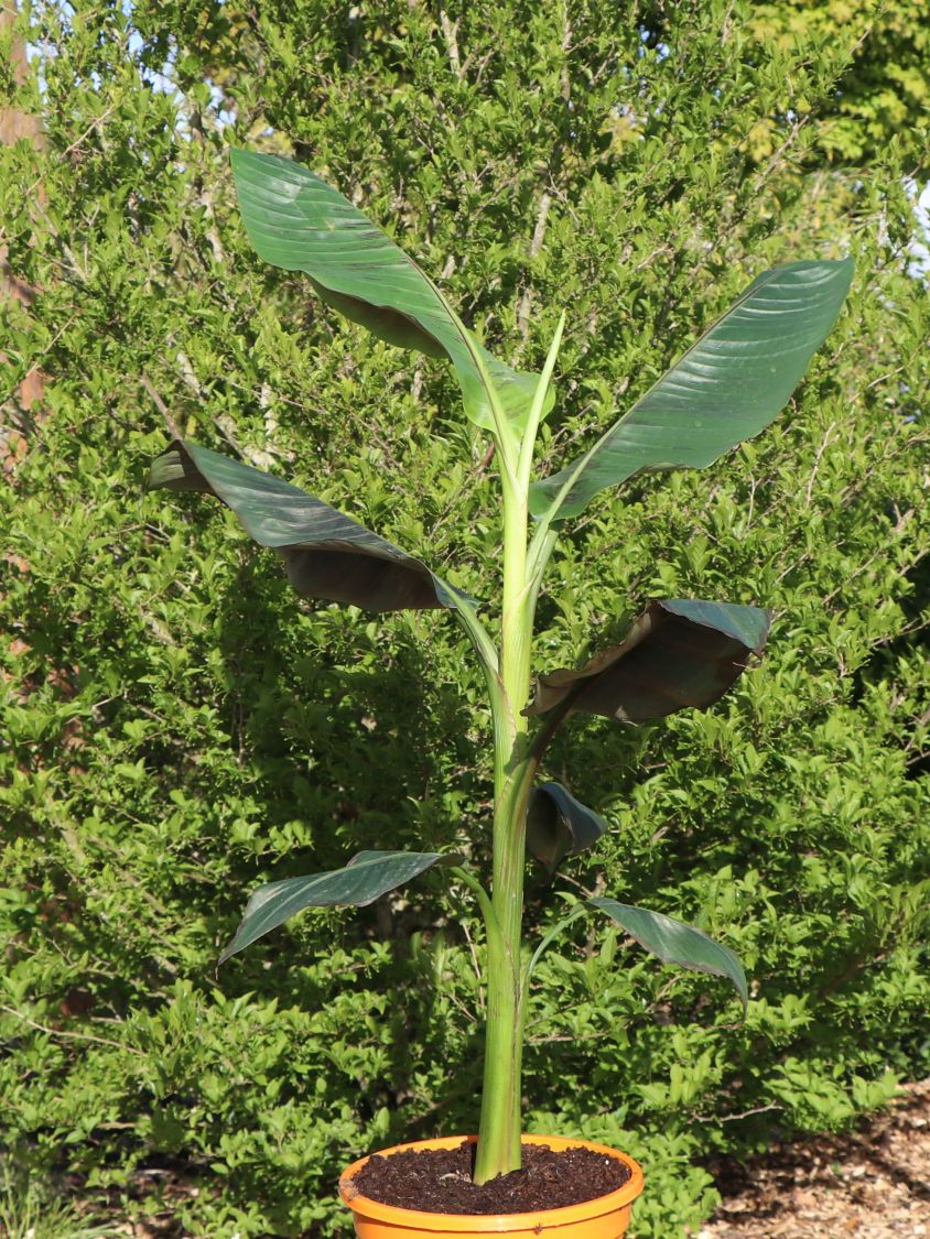 Darjeeling-Banane / Bananenstaude 'Red Tiger' - Musa sikkimensis 'Red Tiger'