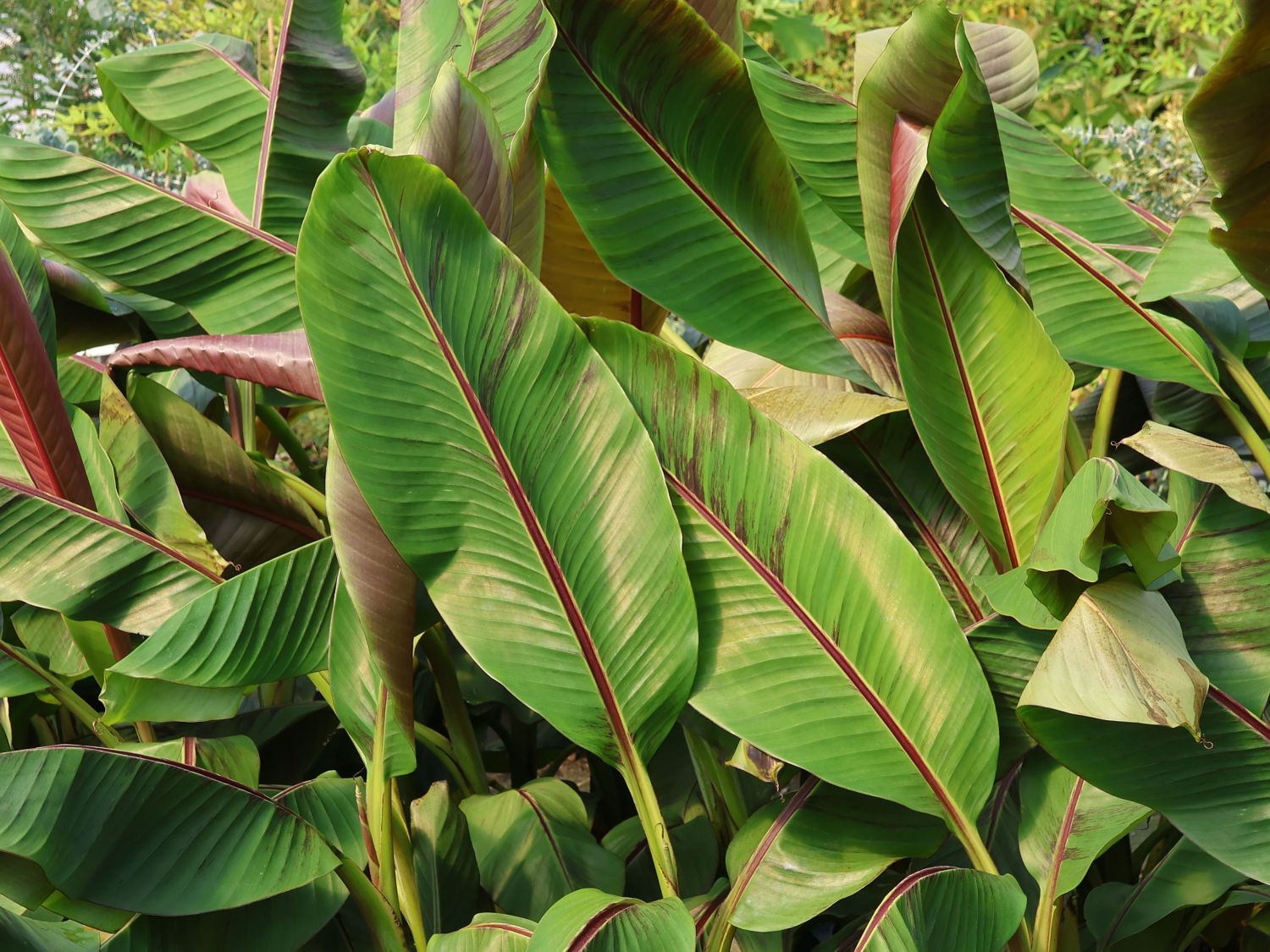 Darjeeling-Banane / Bananenstaude 'Red Tiger' - Musa sikkimensis 'Red Tiger'