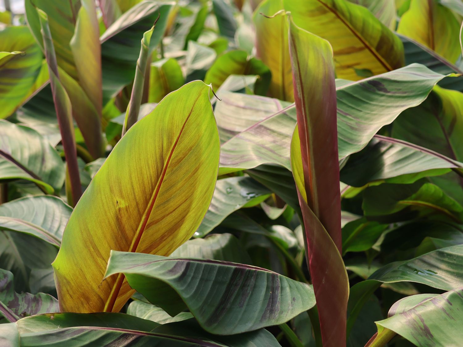 Darjeeling-Banane / Bananenstaude 'Red Tiger' - Musa sikkimensis 'Red Tiger'