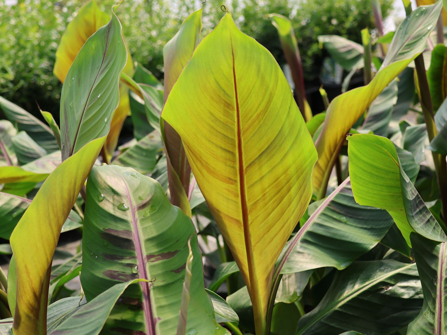 Darjeeling-Banane / Bananenstaude 'Red Tiger' - Musa sikkimensis 'Red Tiger'