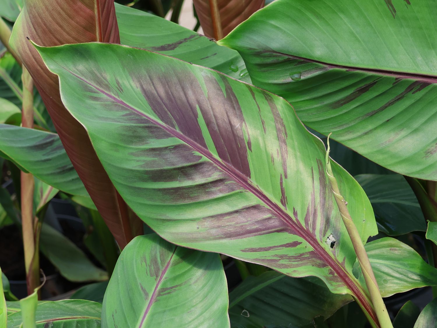 Darjeeling-Banane / Bananenstaude 'Red Tiger' - Musa sikkimensis 'Red Tiger'