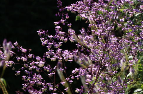Delavays Wiesenraute - Thalictrum delavayi