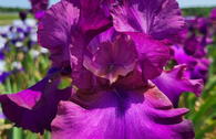 Deutsche Schwertlilie 'Gypsy Romance'