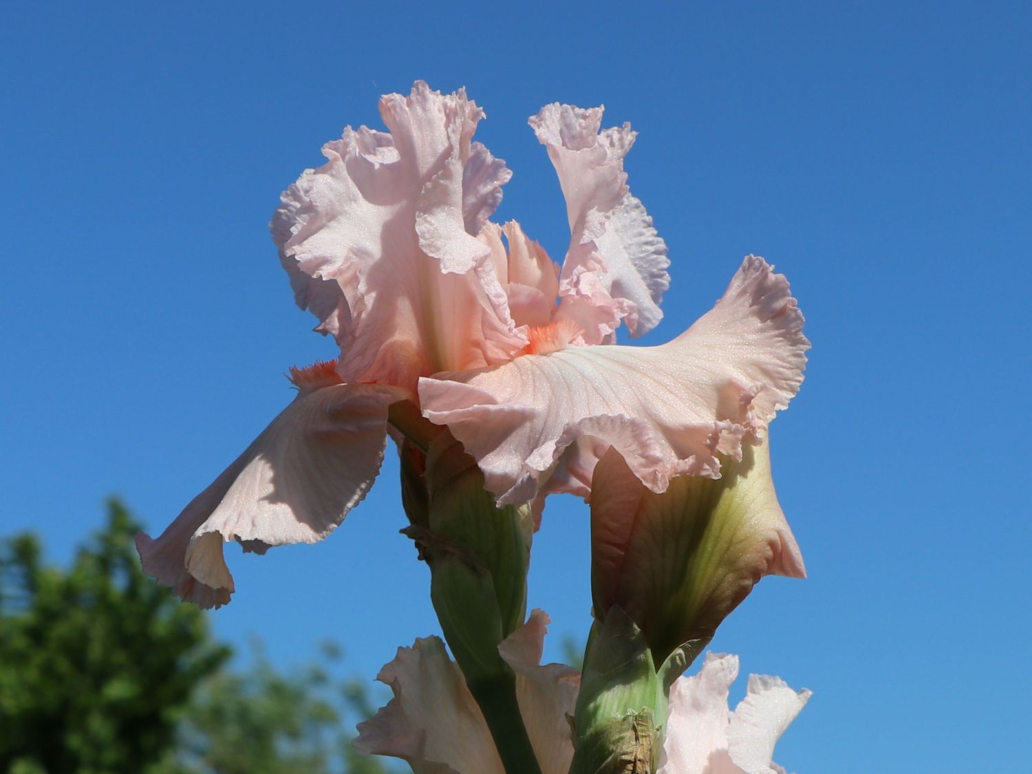 Deutsche Schwertlilie 'Happenstance' - Iris x germanica 'Happenstance'