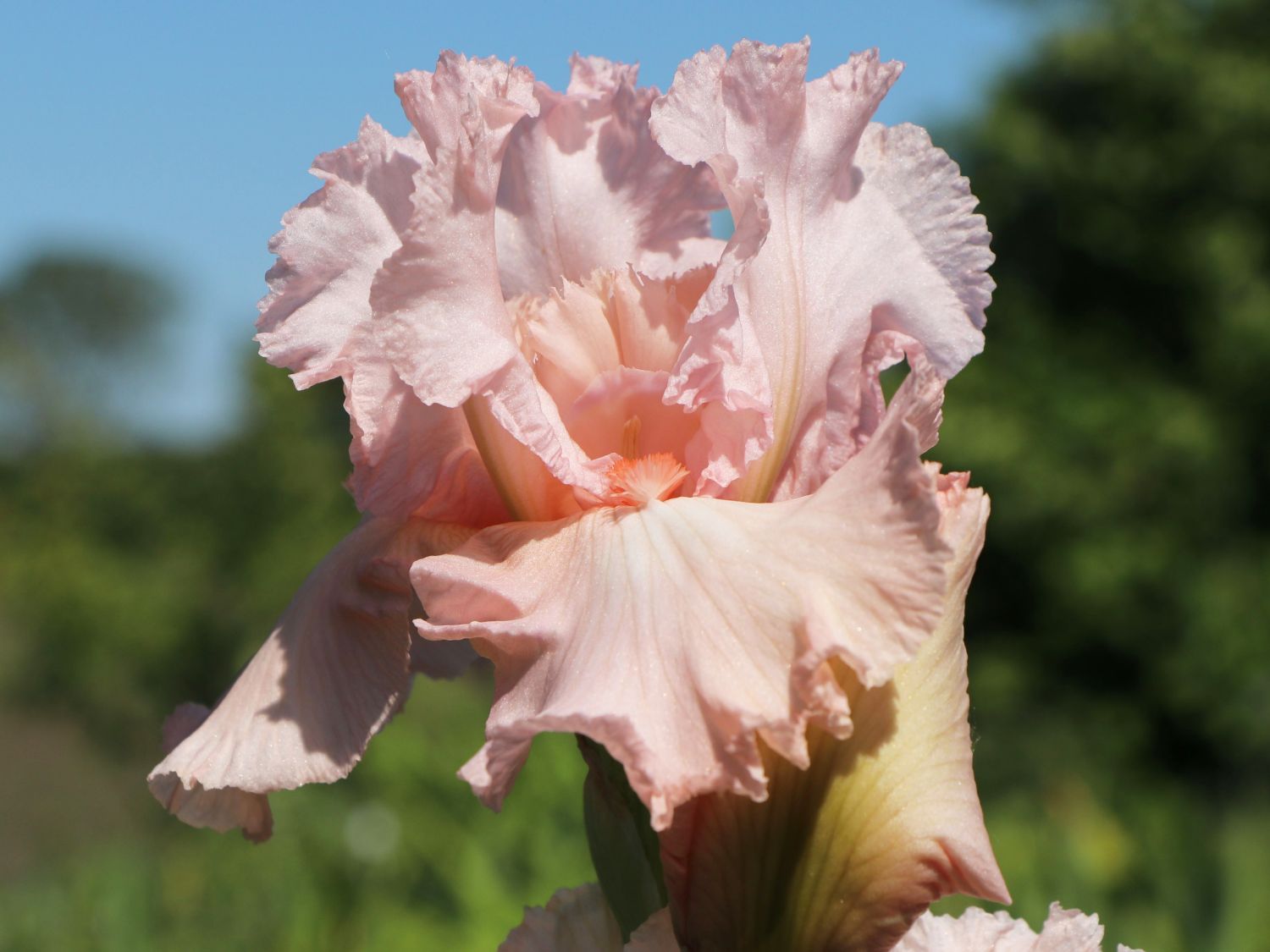 Deutsche Schwertlilie 'Happenstance' - Iris x germanica 'Happenstance'