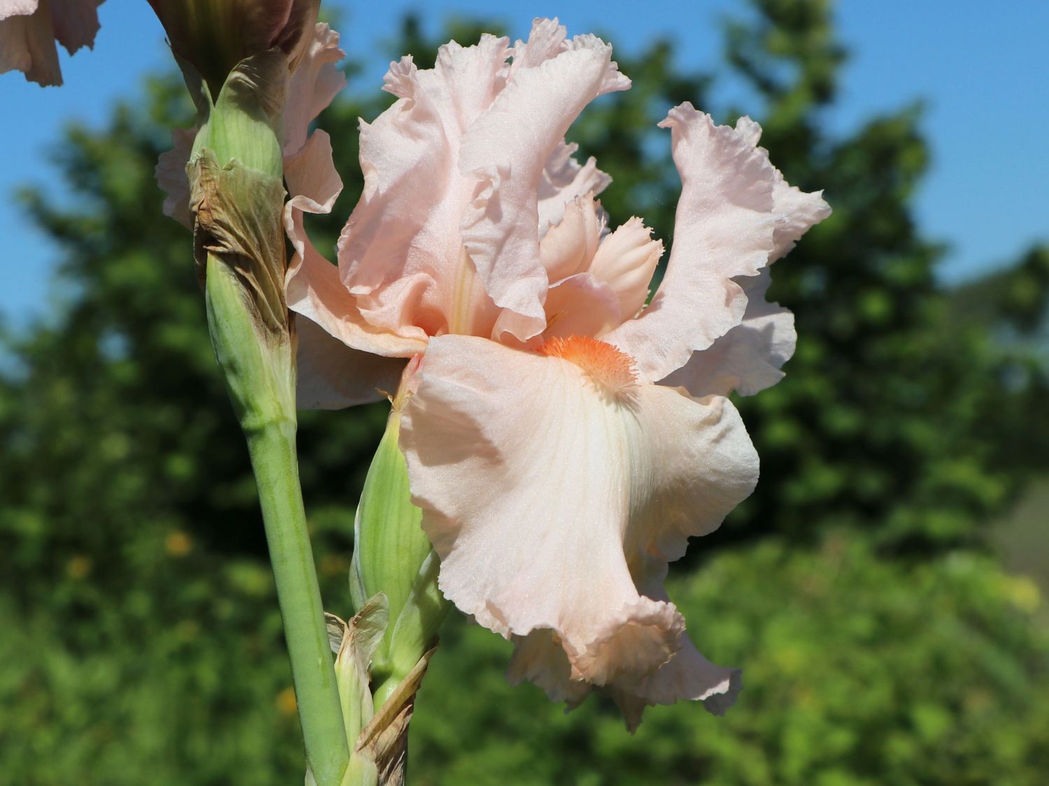 Deutsche Schwertlilie 'Happenstance' - Iris x germanica 'Happenstance'