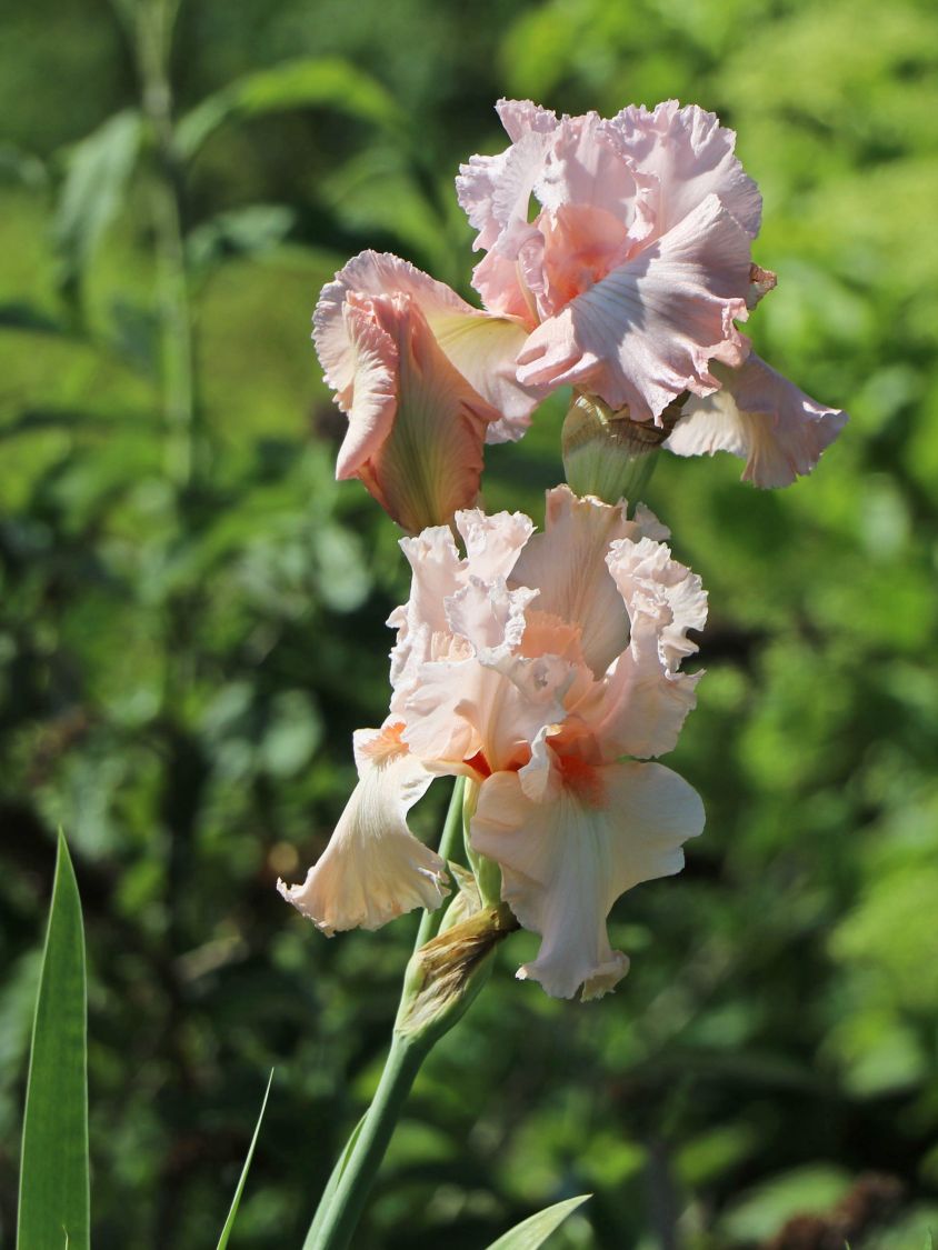 Deutsche Schwertlilie 'Happenstance' - Iris x germanica 'Happenstance'