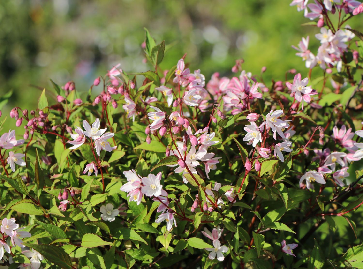 Deutzie / Maiblumenstrauch / Sternchenstrauch PROVEN WINNERS ® 'Yuki Cherry Blossom' ®