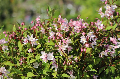 Deutzie / Maiblumenstrauch / Sternchenstrauch PROVEN WINNERS ® 'Yuki Cherry Blossom' ® - Deutzia x hybrida PROVEN WINNERS ® 'Yuki Cherry Blossom' ®