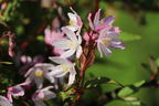 Deutzie / Maiblumenstrauch / Sternchenstrauch PROVEN WINNERS ® 'Yuki Cherry Blossom' ® - Deutzia x hybrida PROVEN WINNERS ® 'Yuki Cherry Blossom' ®