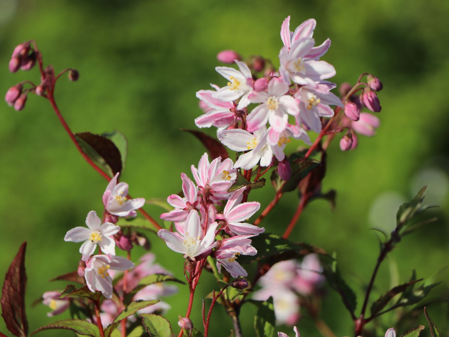 Deutzie / Maiblumenstrauch / Sternchenstrauch PROVEN WINNERS ® 'Yuki Cherry Blossom' ® - Deutzia x hybrida PROVEN WINNERS ® 'Yuki Cherry Blossom' ®