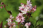 Deutzie / Maiblumenstrauch / Sternchenstrauch PROVEN WINNERS ® 'Yuki Cherry Blossom' ® - Deutzia x hybrida PROVEN WINNERS ® 'Yuki Cherry Blossom' ®