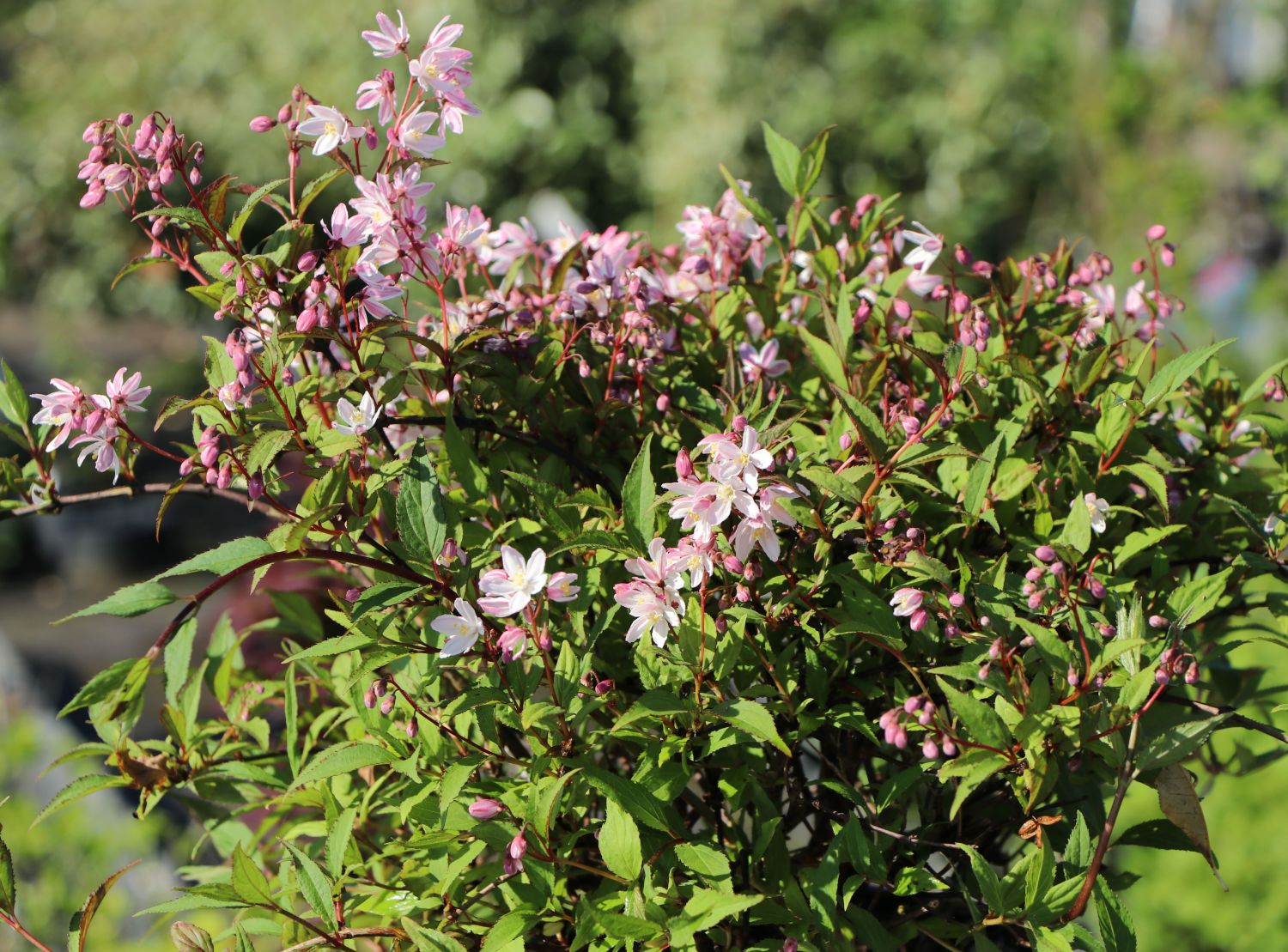 Deutzie / Maiblumenstrauch / Sternchenstrauch PROVEN WINNERS ® 'Yuki Cherry Blossom' ® - Deutzia x hybrida PROVEN WINNERS ® 'Yuki Cherry Blossom' ®