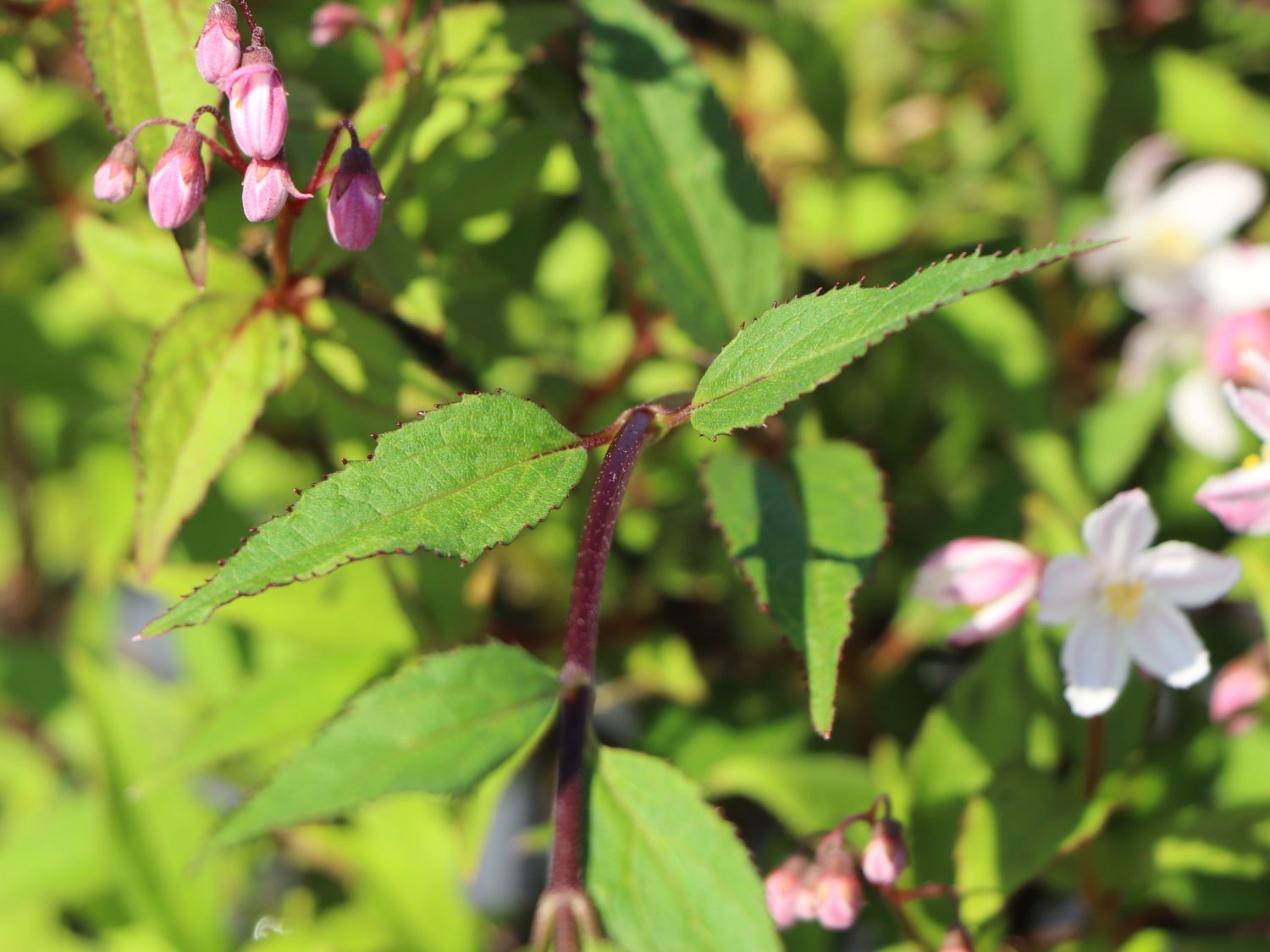 Deutzie / Maiblumenstrauch / Sternchenstrauch PROVEN WINNERS ® 'Yuki Cherry Blossom' ® - Deutzia x hybrida PROVEN WINNERS ® 'Yuki Cherry Blossom' ®