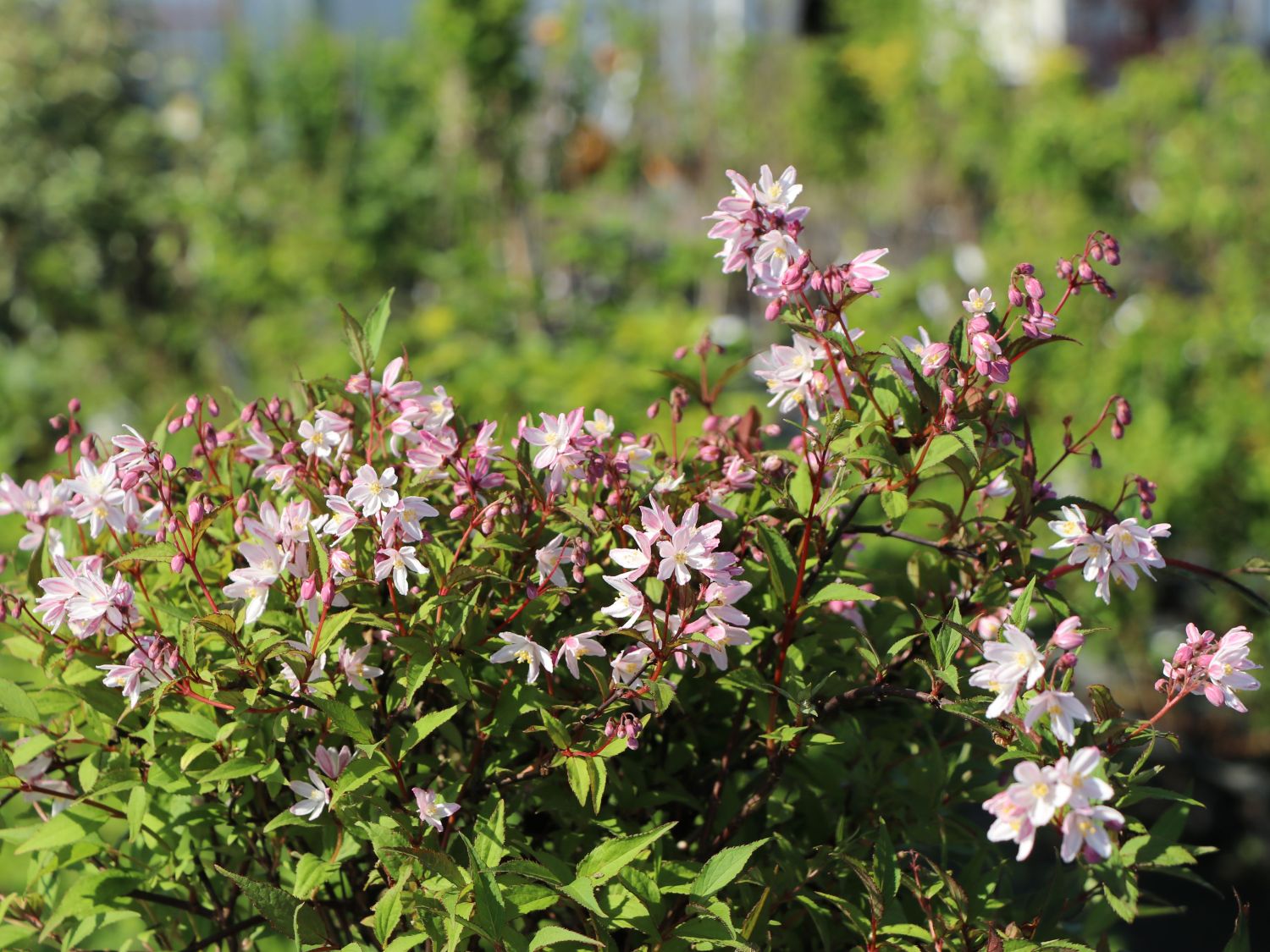 Deutzie / Maiblumenstrauch / Sternchenstrauch PROVEN WINNERS ® 'Yuki Cherry Blossom' ® - Deutzia x hybrida PROVEN WINNERS ® 'Yuki Cherry Blossom' ®