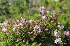 Deutzie / Maiblumenstrauch / Sternchenstrauch PROVEN WINNERS ® 'Yuki Cherry Blossom' ® - Deutzia x hybrida PROVEN WINNERS ® 'Yuki Cherry Blossom' ®