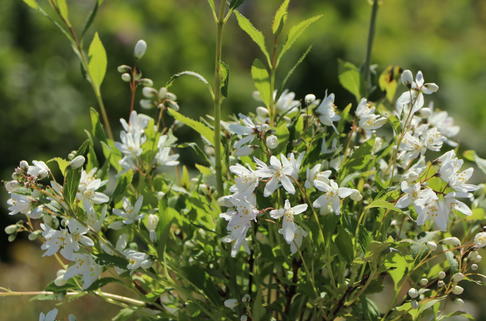 Deutzie / Maiblumenstrauch / Sternchenstrauch PROVEN WINNERS ® 'Yuki Snowflake' ® - Deutzia x hybrida PROVEN WINNERS ® 'Yuki Snowflake' ®