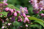 Deutzie / Sternchenstrauch Buntstifter 'Tourbillon Rouge' - Deutzia magnifica Buntstifter 'Tourbillon Rouge'