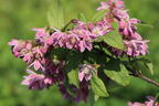 Deutzie / Sternchenstrauch Buntstifter 'Tourbillon Rouge' - Deutzia magnifica Buntstifter 'Tourbillon Rouge'