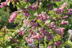 Deutzie / Sternchenstrauch Buntstifter 'Tourbillon Rouge' - Deutzia magnifica Buntstifter 'Tourbillon Rouge'