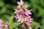 Deutzie / Sternchenstrauch Buntstifter 'Tourbillon Rouge' - Deutzia magnifica Buntstifter 'Tourbillon Rouge'