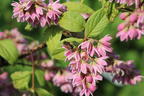 Deutzie / Sternchenstrauch Buntstifter 'Tourbillon Rouge' - Deutzia magnifica Buntstifter 'Tourbillon Rouge'