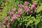 Deutzie / Sternchenstrauch Buntstifter 'Tourbillon Rouge' - Deutzia magnifica Buntstifter 'Tourbillon Rouge'