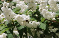 Deutzie / Sternchenstrauch 'Pride of Rochester'