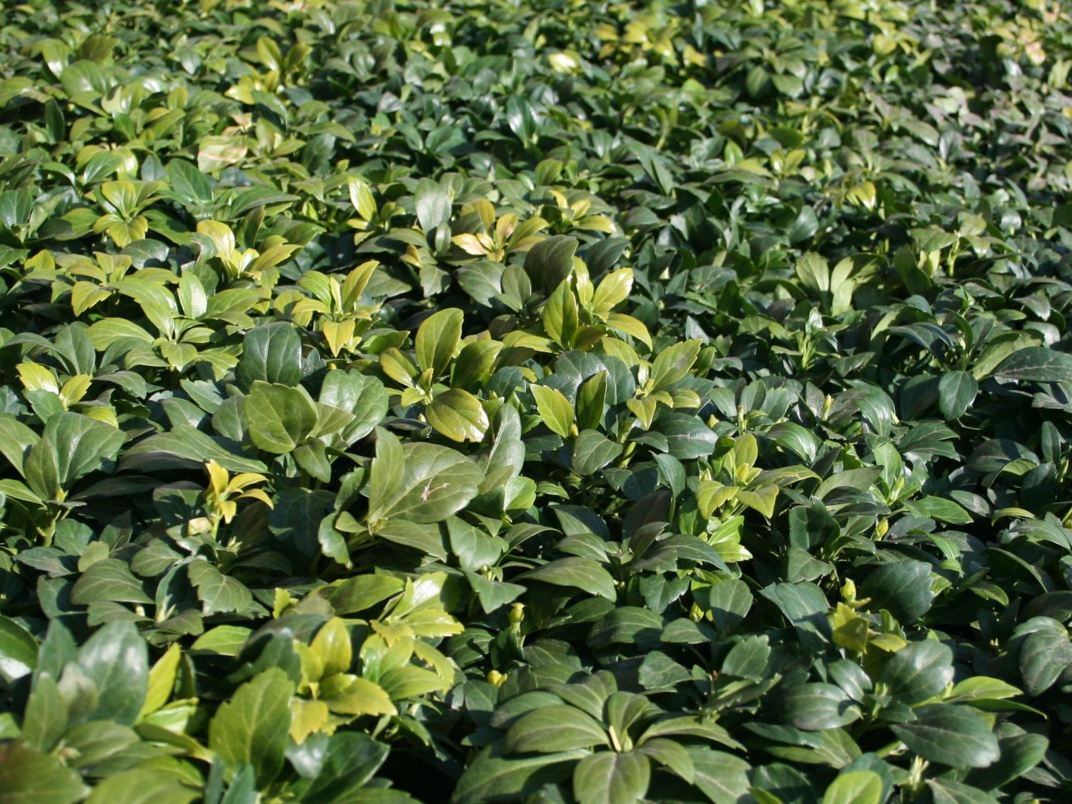 Niedriges Dickmännchen / Niedriges Schattengrün 'Compacta' - Pachysandra terminalis 'Compacta'