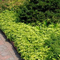 Dickmännchen / Schattengrün - Pachysandra terminalis