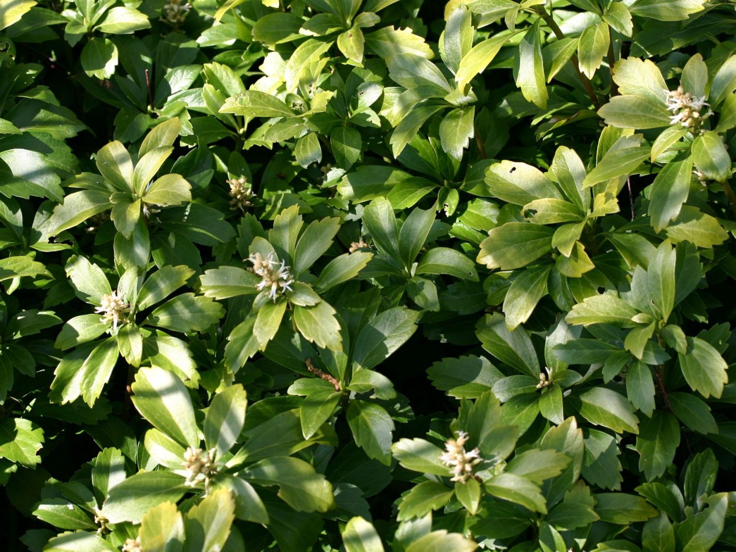 Ysander (Pachysandra)
