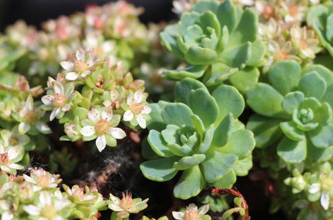 Dickrosettiges Fettblatt - Sedum pachyclados