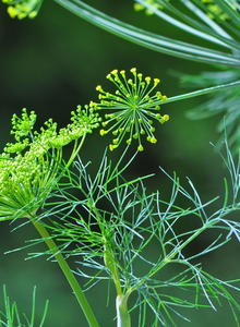 Dill