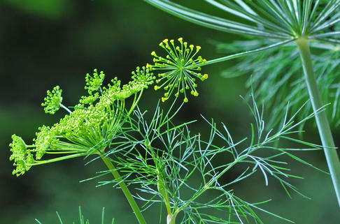 Dill - Anethum graveolens