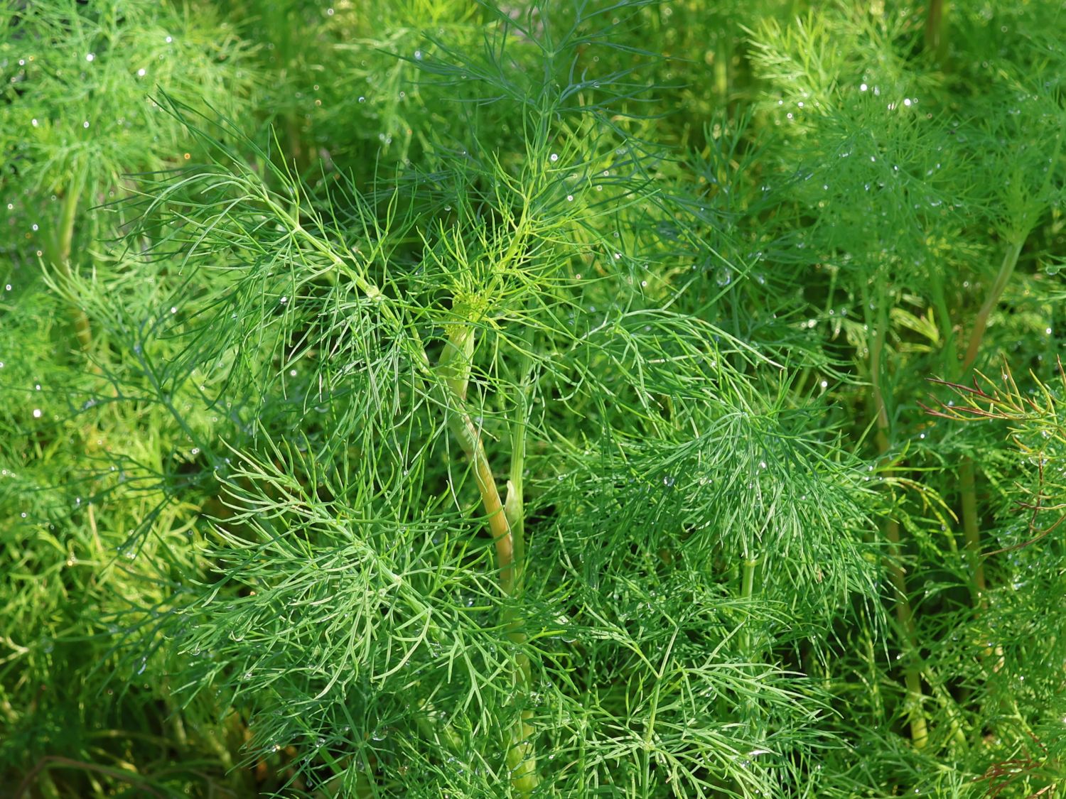 Dill (Anethum)