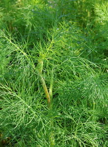 Dill (Anethum)