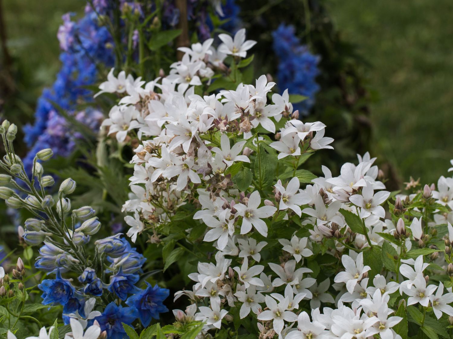 Dolden-Glockenblume 'Alba'