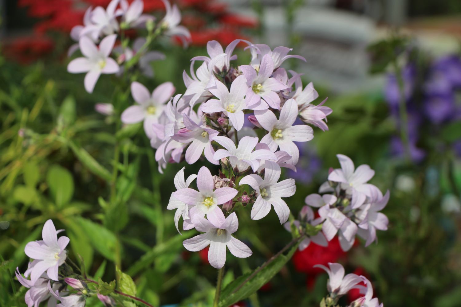 Dolden-Glockenblume 'Loddon Anne'