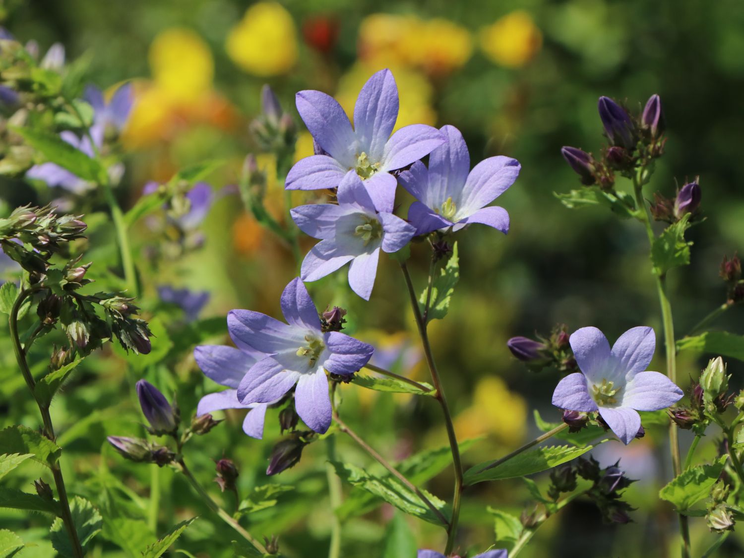 Dolden-Glockenblume 'Prichard's Variety'