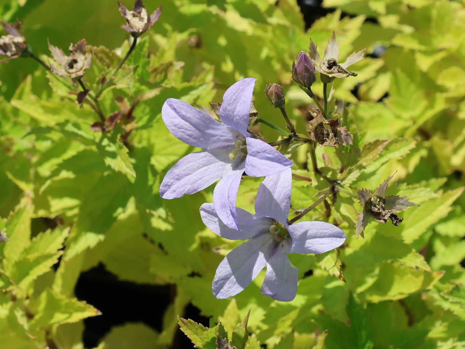 Dolden-Glockenblume 'Senior'