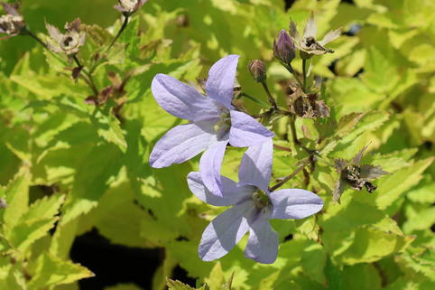 Dolden-Glockenblume 'Senior' - Campanula lactiflora 'Senior'