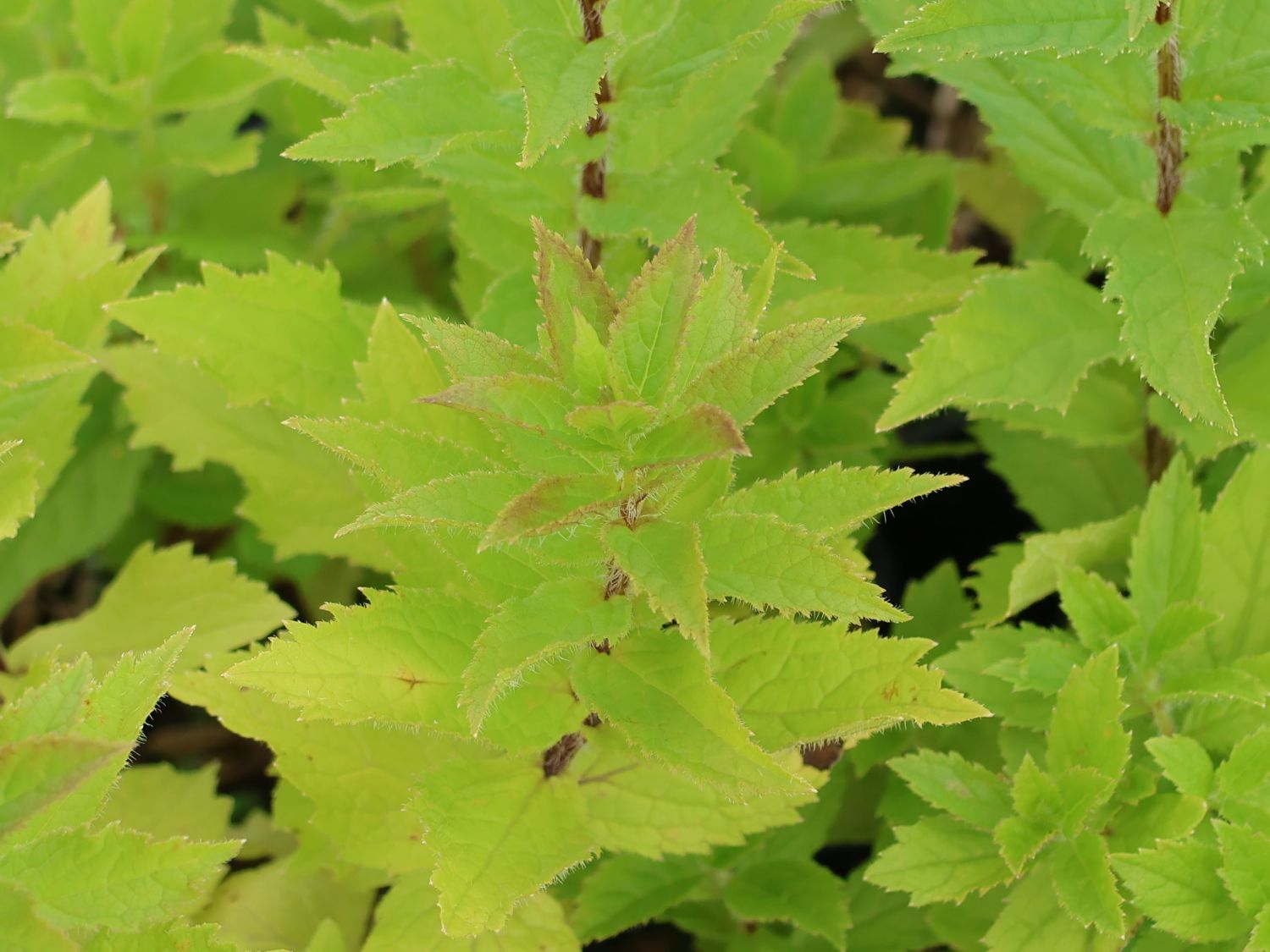 Dolden-Glockenblume 'Senior' - Campanula lactiflora 'Senior'