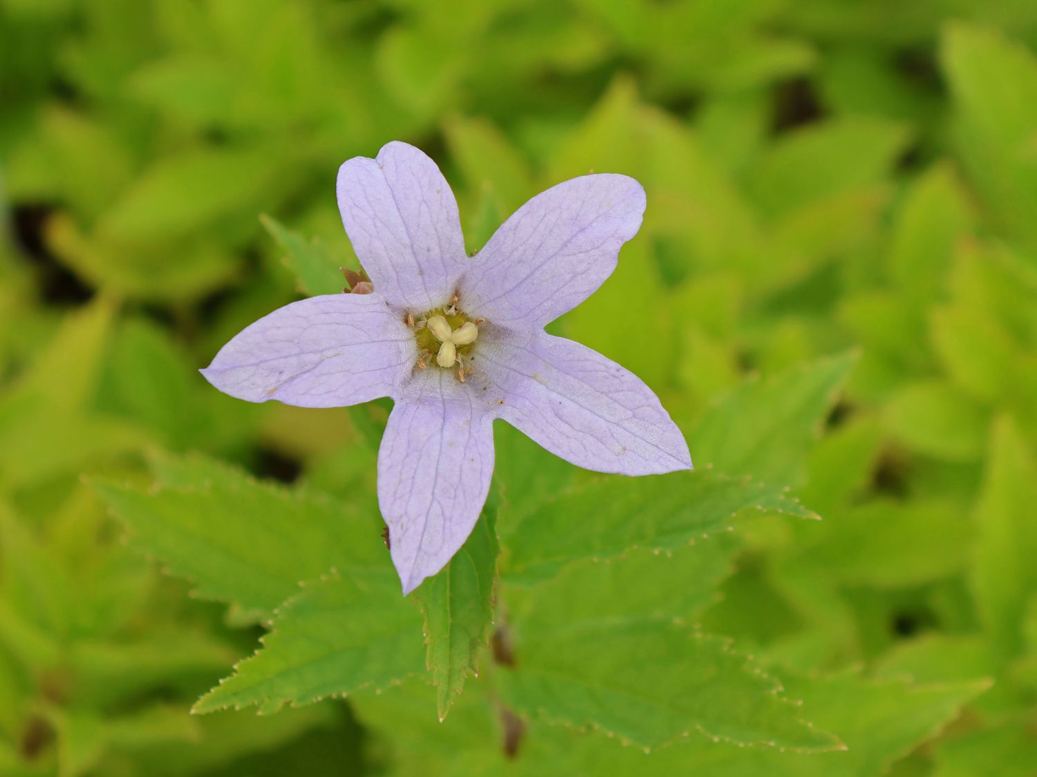 Dolden-Glockenblume 'Senior' - Campanula lactiflora 'Senior'